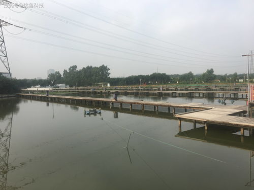 優(yōu)魚科技 科技助力水產(chǎn)養(yǎng)殖，引領(lǐng)傳統(tǒng)養(yǎng)殖模式轉(zhuǎn)型升級(jí)