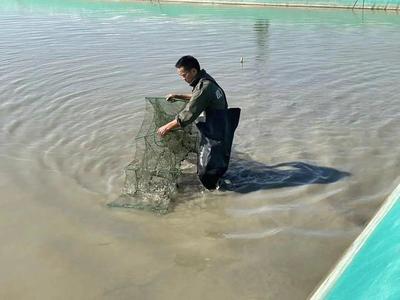 大閘蟹界的