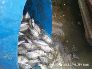 水生態(tài)修復與水產(chǎn)養(yǎng)殖的交融未來 構建綠色可持續(xù)的水產(chǎn)新業(yè)態(tài)
