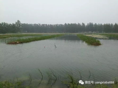 決定水產(chǎn)養(yǎng)殖高產(chǎn)的，就是這兩個因素