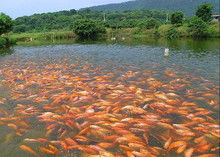 魚苗水產(chǎn)圖片在現(xiàn)代化水產(chǎn)養(yǎng)殖中的關鍵作用與科學應用
